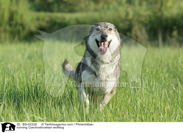 rennender Tschechoslowakischer Wolfshund / running Czechoslovakian wolfdog / BS-02228