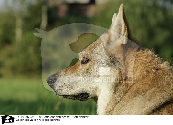 Tschechoslowakischer Wolfshund Portrait / Czechoslovakian wolfdog portrait / BS-02231