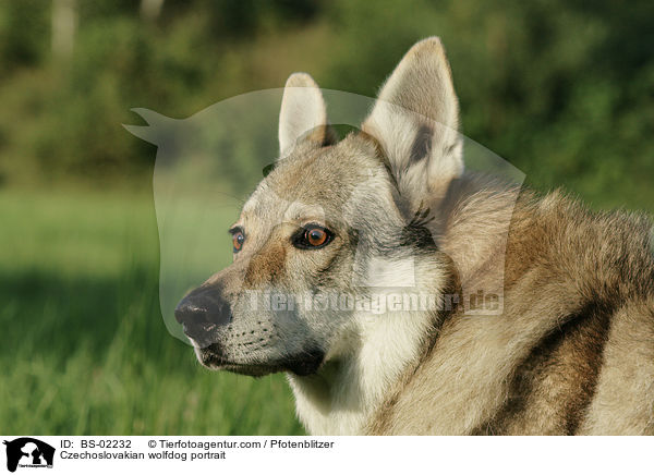 Czechoslovakian wolfdog portrait / BS-02232