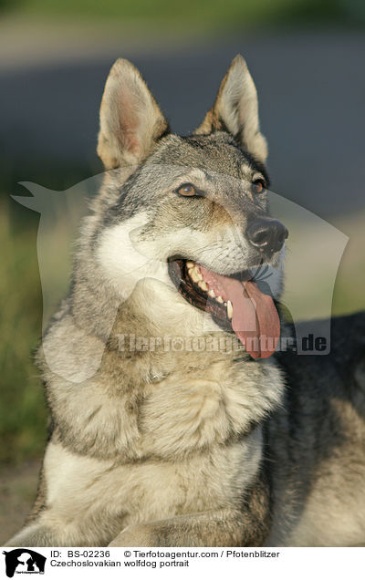 Czechoslovakian wolfdog portrait / BS-02236