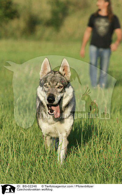 Czechoslovakian wolfdog / BS-02246