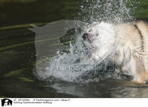 badender Tschechoslowakischer Wolfhund / bathing Czechoslovakian wolfdog / AP-05562