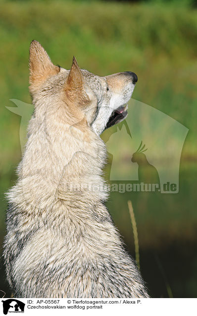 Tschechoslowakischer Wolfhund Portrait / Czechoslovakian wolfdog portrait / AP-05567