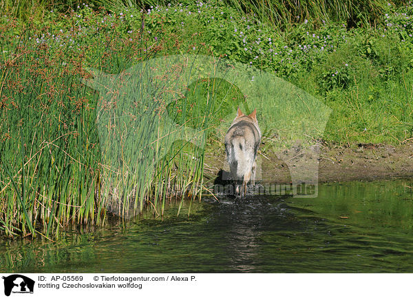 laufender Tschechoslowakischer Wolfhund / trotting Czechoslovakian wolfdog / AP-05569