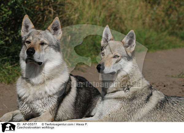 Tschechoslowakische Wolfhunde / Czechoslovakian wolfdogs / AP-05577