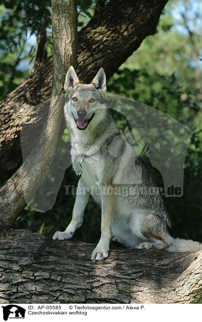 Tschechoslowakischer Wolfhund / Czechoslovakian wolfdog / AP-05585