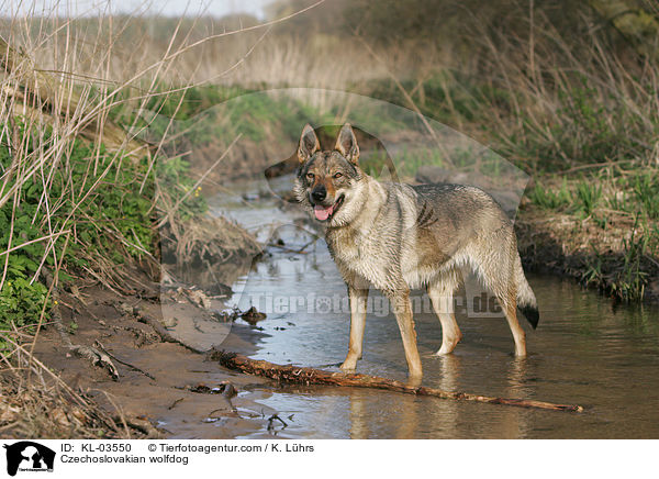 Tschechoslowakischer Wolfshund / Czechoslovakian wolfdog / KL-03550
