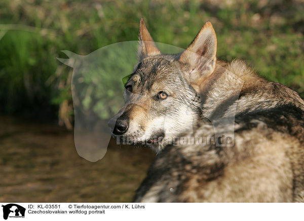 Czechoslovakian wolfdog portrait / KL-03551