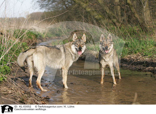 Tschechoslowakischer Wolfshunde / Czechoslovakian wolfdogs / KL-03552