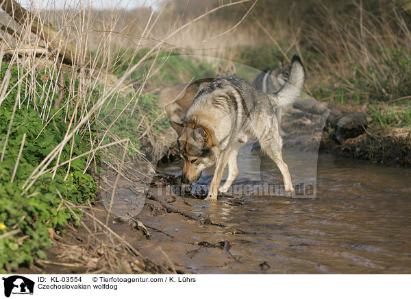 Czechoslovakian wolfdog / KL-03554