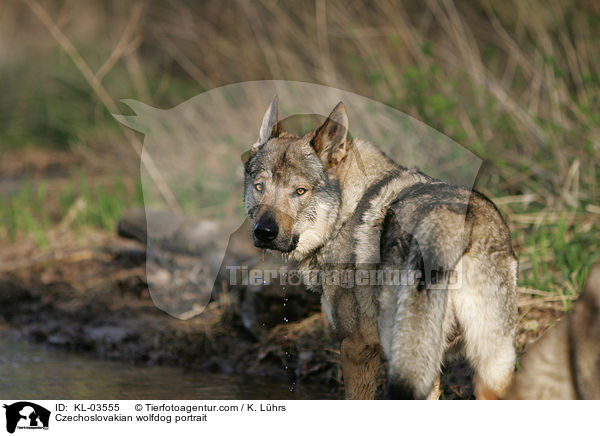 Tschechoslowakischer Wolfshund Portrait / Czechoslovakian wolfdog portrait / KL-03555