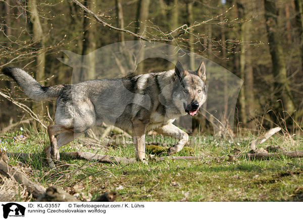 rennender Tschechoslowakischer Wolfshund / running Czechoslovakian wolfdog / KL-03557