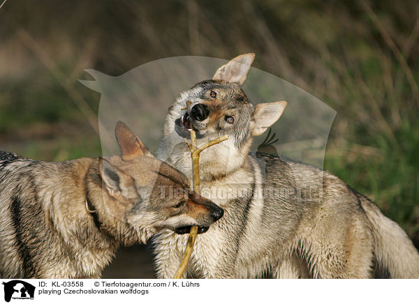 playing Czechoslovakian wolfdogs / KL-03558