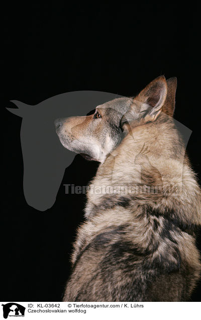 Czechoslovakian wolfdog / KL-03642