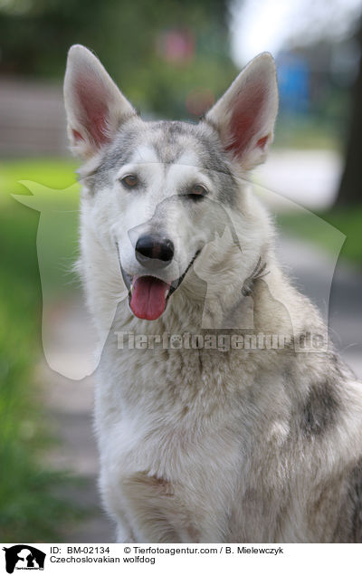 Tschechoslowakischer Wolfshund / Czechoslovakian wolfdog / BM-02134