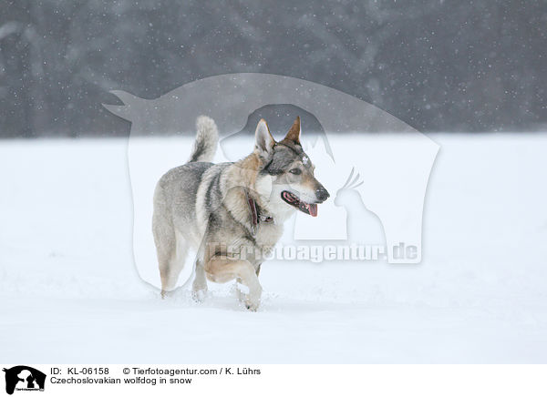 Tschechoslowakischer Wolfhund im Schnee / Czechoslovakian wolfdog in snow / KL-06158