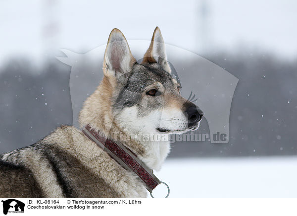 Czechoslovakian wolfdog in snow / KL-06164