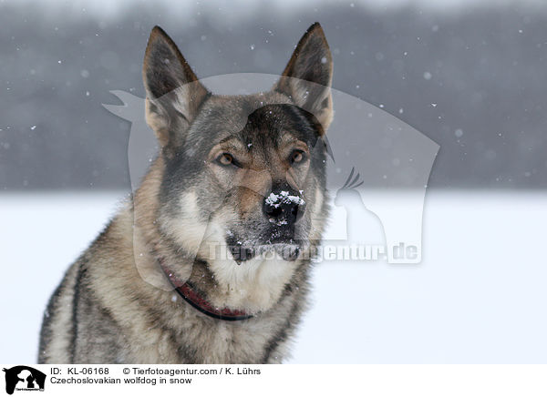 Czechoslovakian wolfdog in snow / KL-06168