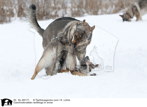Czechoslovakian wolfdogs in snow / KL-06171
