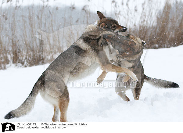 Czechoslovakian wolfdogs in snow / KL-06172