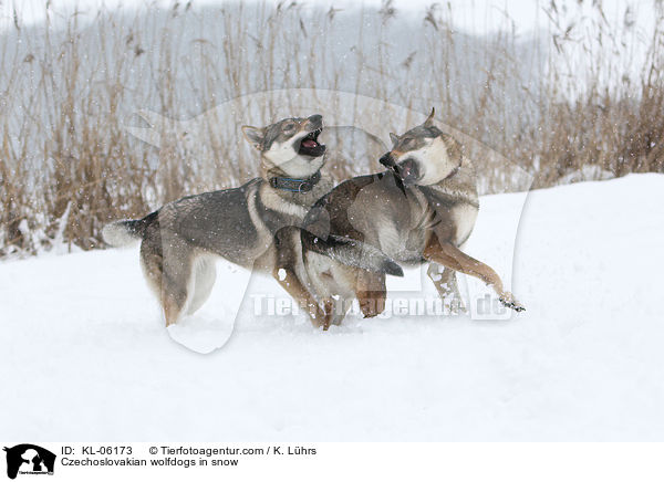 Czechoslovakian wolfdogs in snow / KL-06173