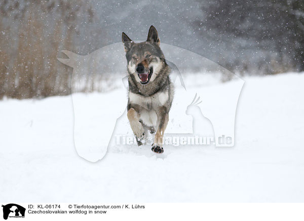 Czechoslovakian wolfdog in snow / KL-06174