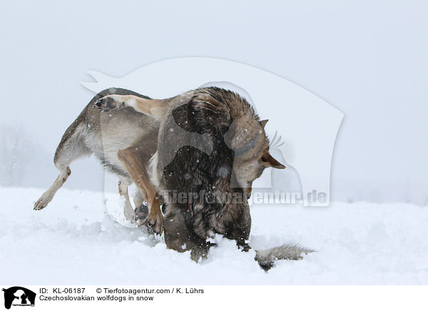 Czechoslovakian wolfdogs in snow / KL-06187