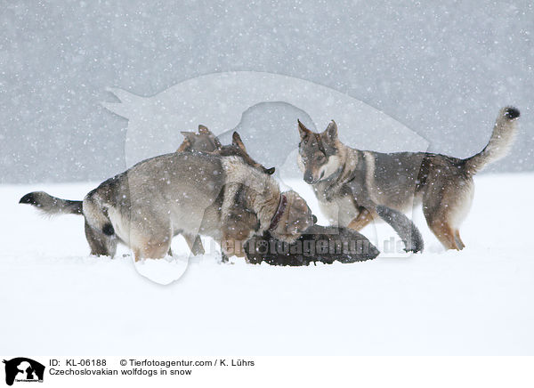 Czechoslovakian wolfdogs in snow / KL-06188