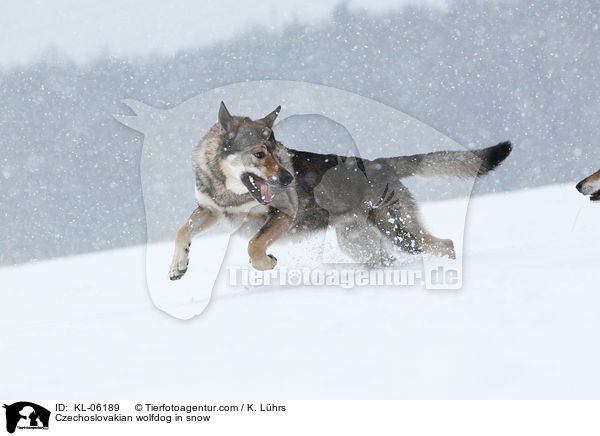 Czechoslovakian wolfdog in snow / KL-06189