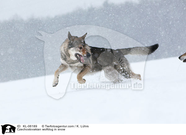 Tschechoslowakischer Wolfhund im Schnee / Czechoslovakian wolfdog in snow / KL-06189