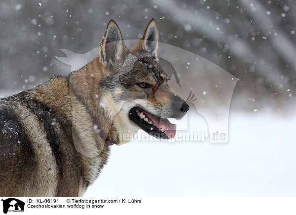 Czechoslovakian wolfdog in snow / KL-06191