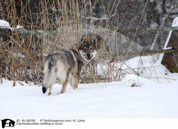 Tschechoslowakischer Wolfhund im Schnee / Czechoslovakian wolfdog in snow / KL-06192