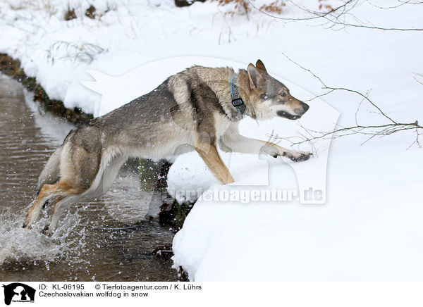 Czechoslovakian wolfdog in snow / KL-06195