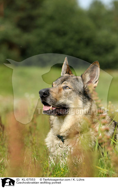 Czechoslovakian wolfdog portrait / KL-07553
