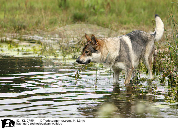 bathing Czechoslovakian wolfdog / KL-07554