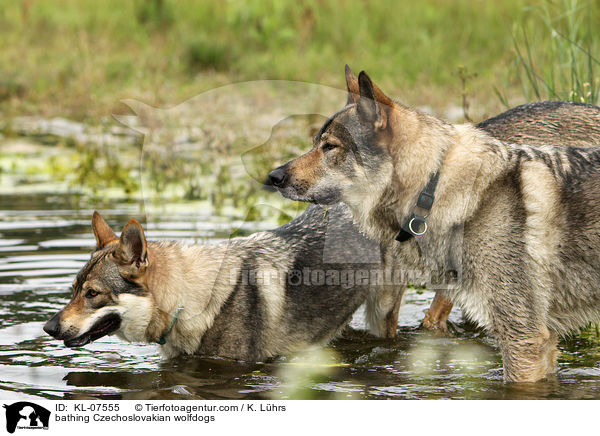 bathing Czechoslovakian wolfdogs / KL-07555