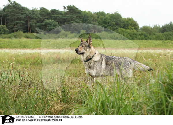standing Czechoslovakian wolfdog / KL-07558