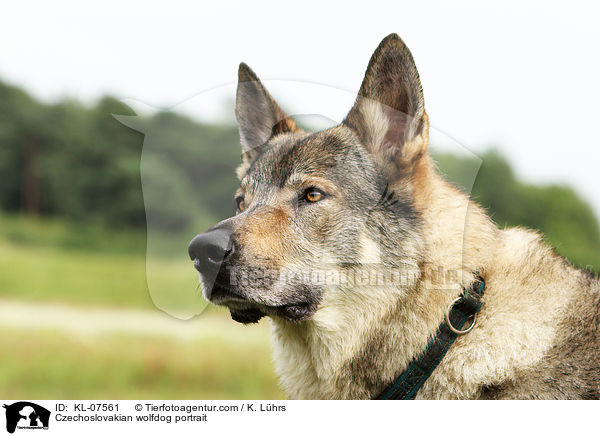 Czechoslovakian wolfdog portrait / KL-07561