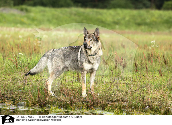 standing Czechoslovakian wolfdog / KL-07562