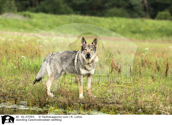 standing Czechoslovakian wolfdog / KL-07563