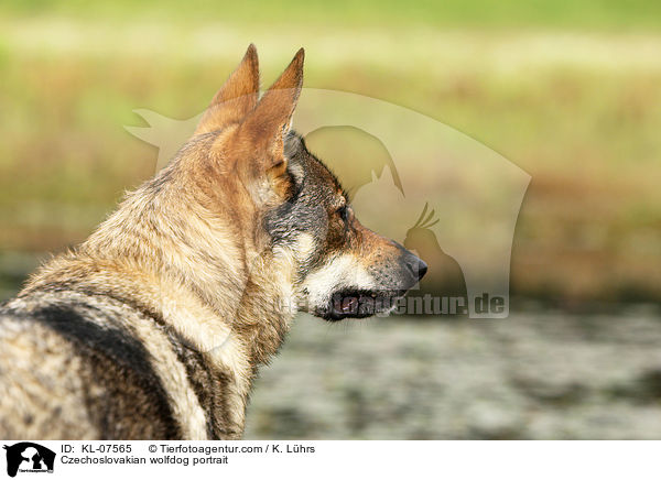 Czechoslovakian wolfdog portrait / KL-07565