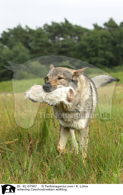 retrieving Czechoslovakian wolfdog / KL-07567