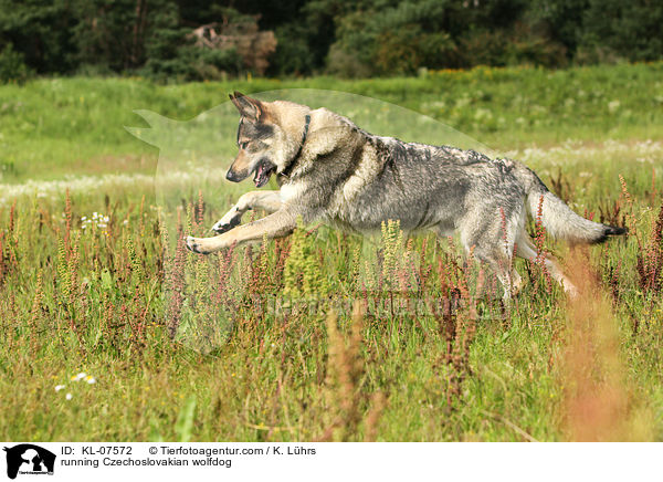 rennender Tschechoslowakischer Wolfhund / running Czechoslovakian wolfdog / KL-07572