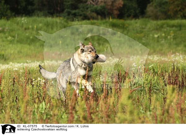 apportierender Tschechoslowakischer Wolfhund / retrieving Czechoslovakian wolfdog / KL-07575