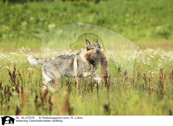 apportierender Tschechoslowakischer Wolfhund / retrieving Czechoslovakian wolfdog / KL-07576