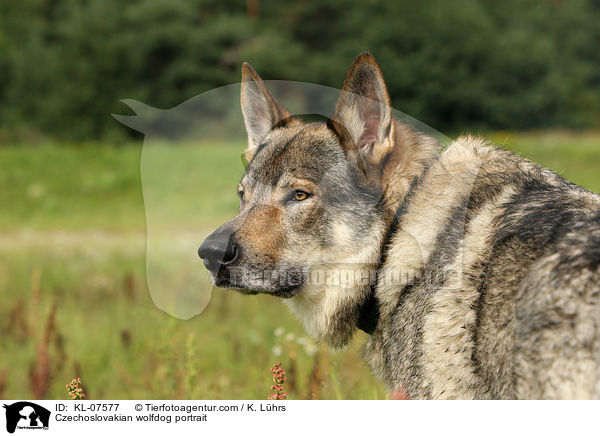 Tschechoslowakischer Wolfhund Portrait / Czechoslovakian wolfdog portrait / KL-07577