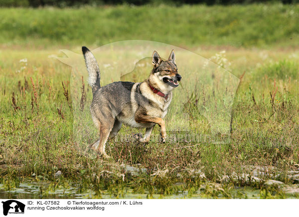 rennender Tschechoslowakischer Wolfhund / running Czechoslovakian wolfdog / KL-07582