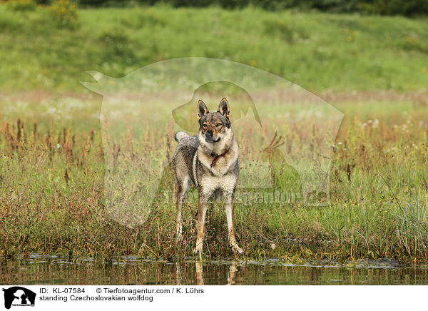 standing Czechoslovakian wolfdog / KL-07584