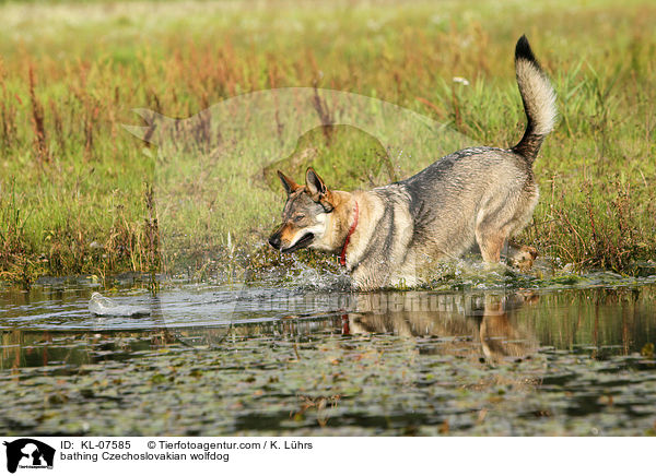 badender Tschechoslowakischer Wolfhund / bathing Czechoslovakian wolfdog / KL-07585