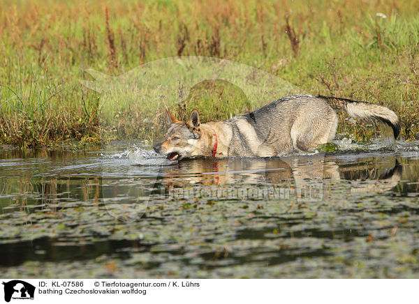 bathing Czechoslovakian wolfdog / KL-07586